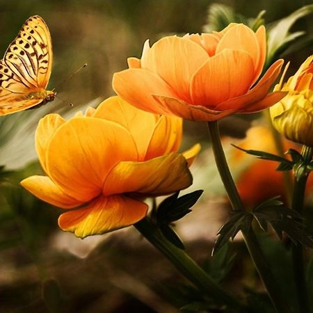 Къща За Гости Вълчеви Несебър Bagian luar foto